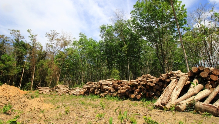 Tesco will purchase carbon offsets as part of the first phase of its new soy plan